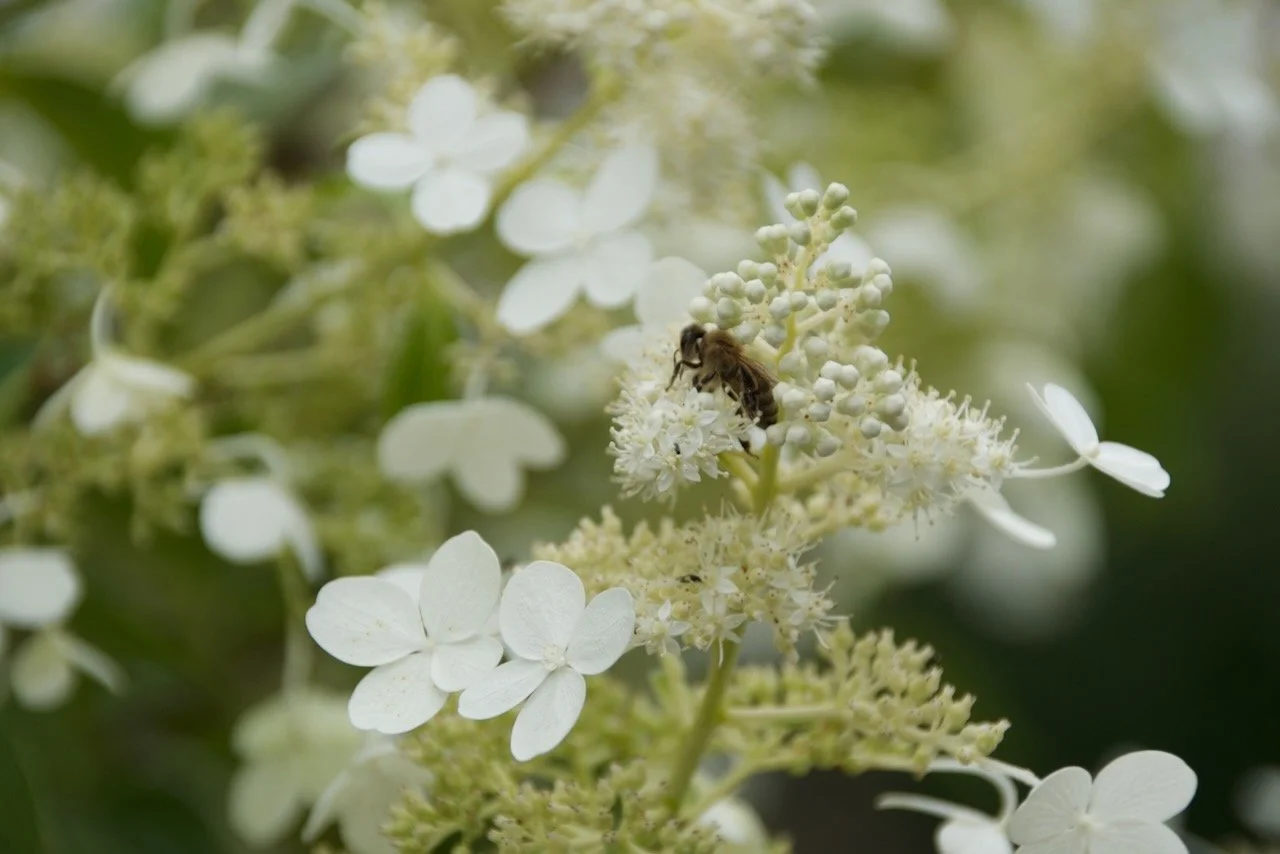 Macro